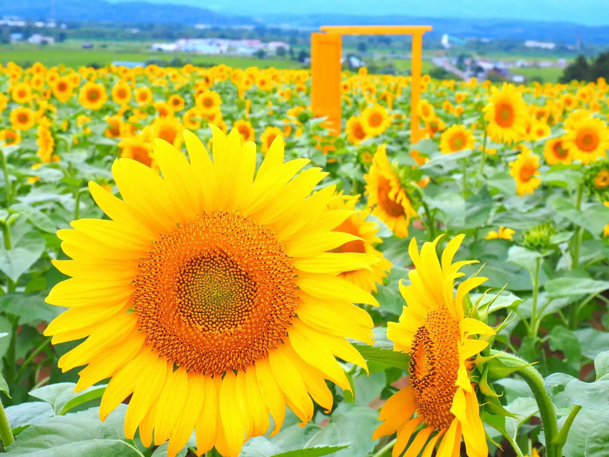 🏞️ 홋카이도립 선필러 파크 (北海道立サンピラーパーク) 이미지 9